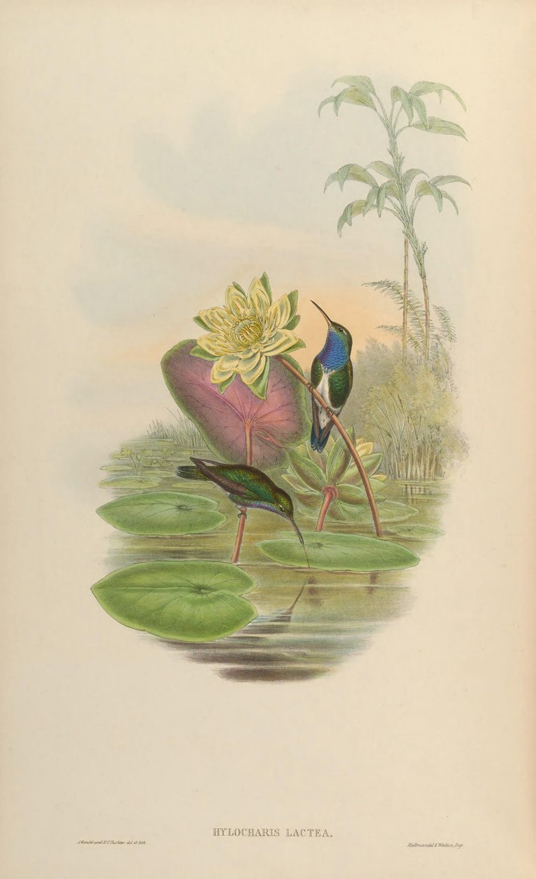 Hylocharis lactea = Amazilia lactea de John Gould