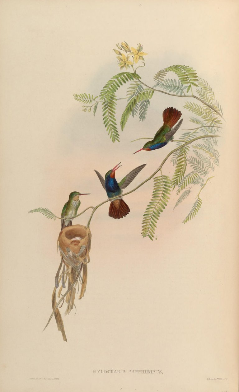 Hylocharis sapphirina de John Gould