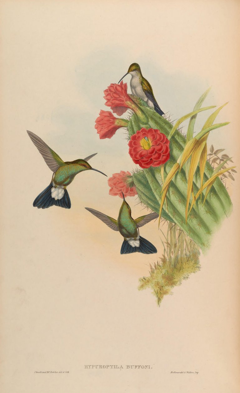 Hypuroptila buffonii = Chalybura buffonii de John Gould