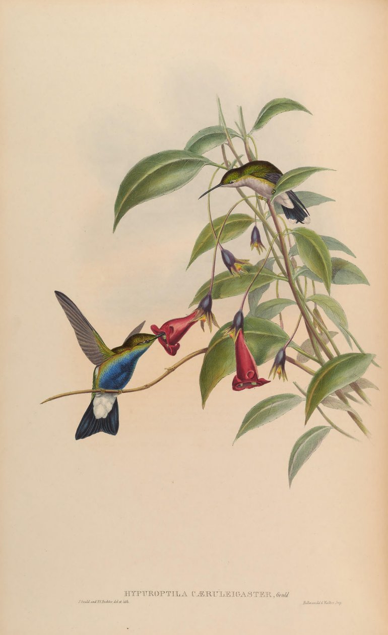Hypuroptila caeruleigaster = chalybura buffonii caeruleogaster de John Gould