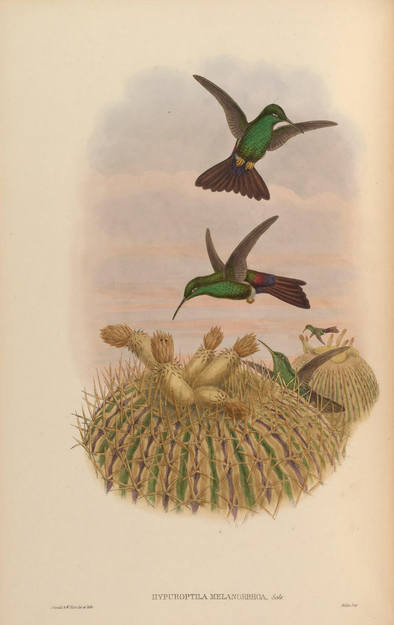Hypuroptila melanorrhoa = Chalybura urochrysia de John Gould
