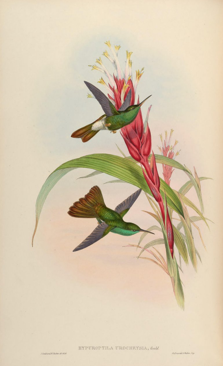 Hypuroptila urochrysia = Chalybura urochrysia de John Gould