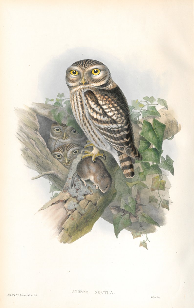 Ilustração de Athene Noctua (Little Owl) de John Gould