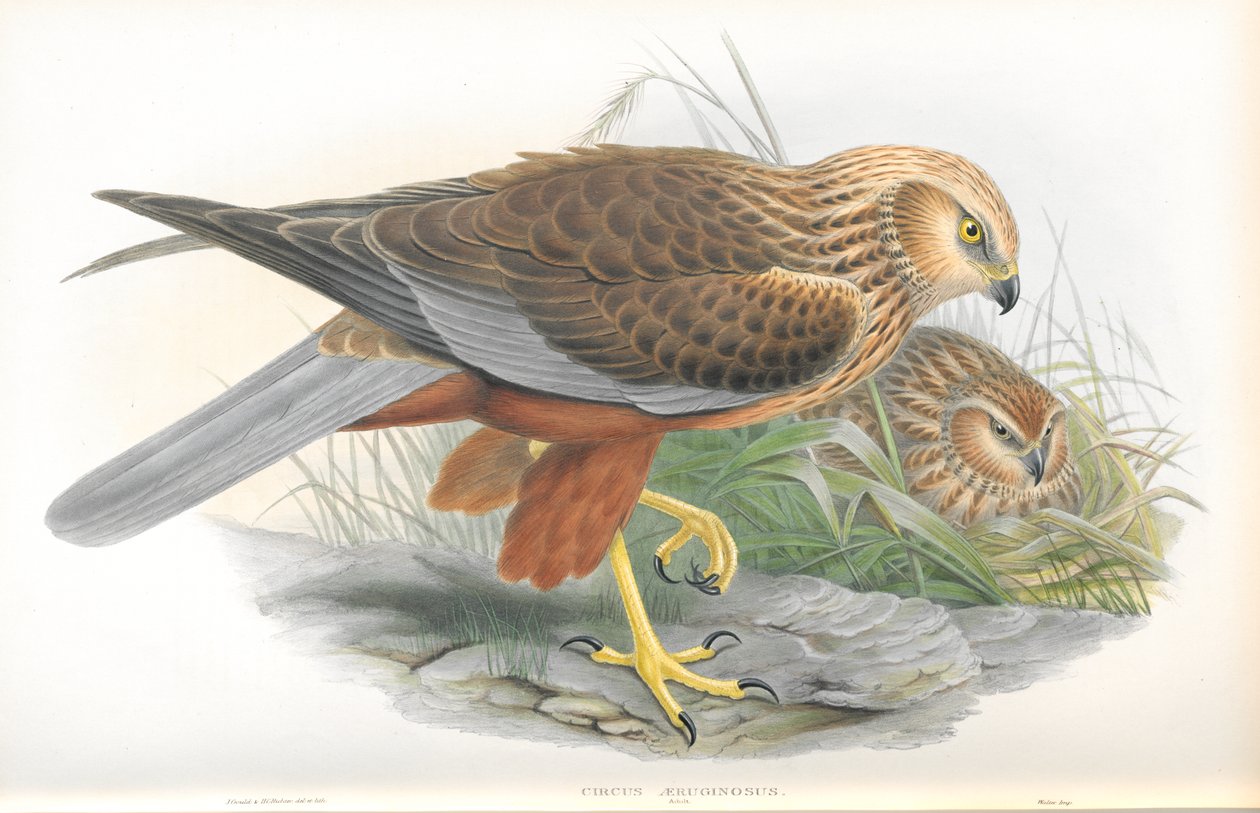 Ilustração, de, circo, Aeruginosus, (Marsh-Harrier) de John Gould