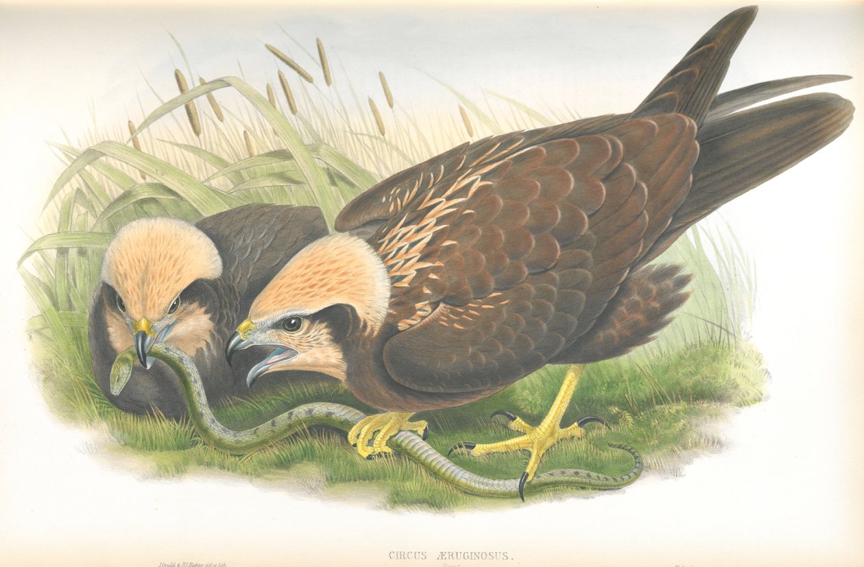 Ilustração do Circus Aeruginosus (Marsh-Harrier), desenho de John Gould, publicado em The Birds of Great Britain. de John Gould