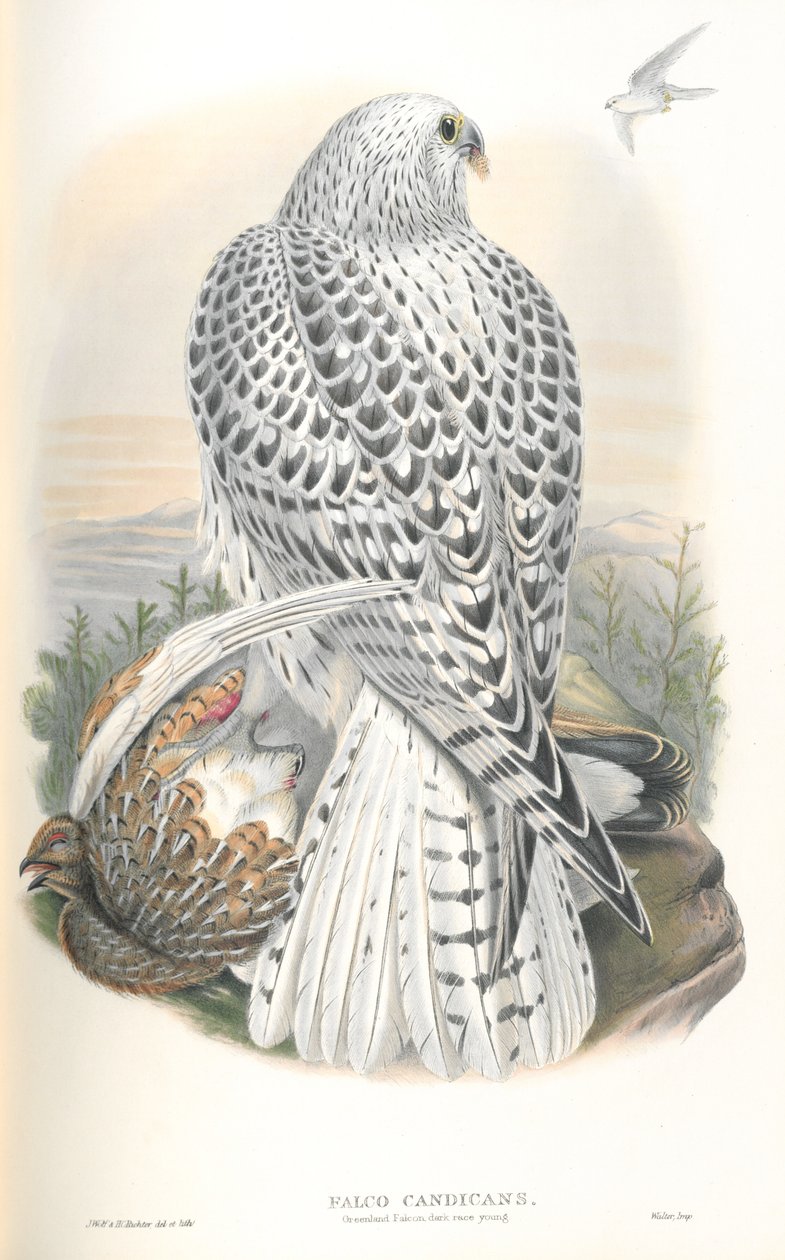 Ilustração de Falco Candicans (Greenland Falcon Dark Race) de John Gould