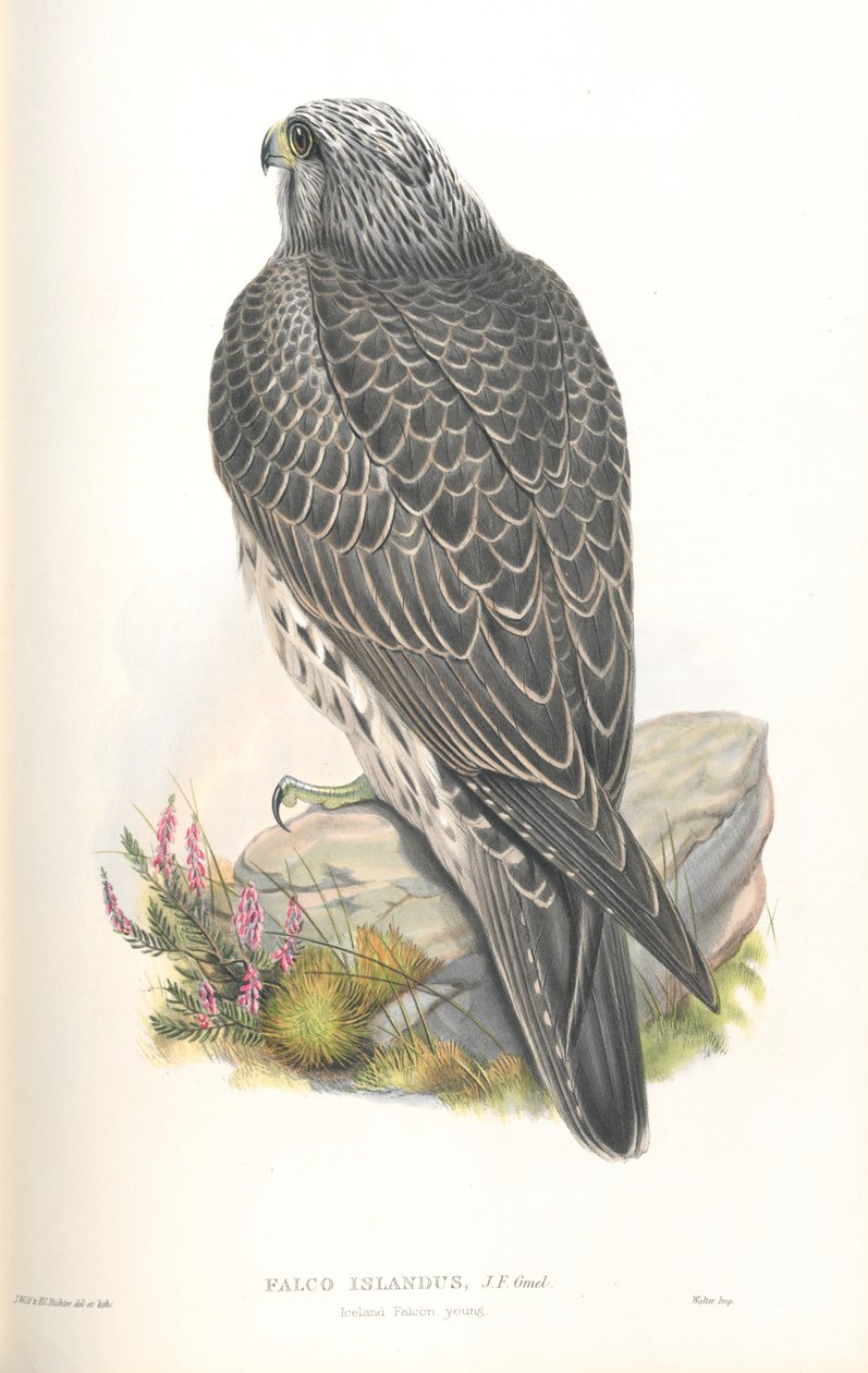 Ilustração de Falco Islandus de John Gould
