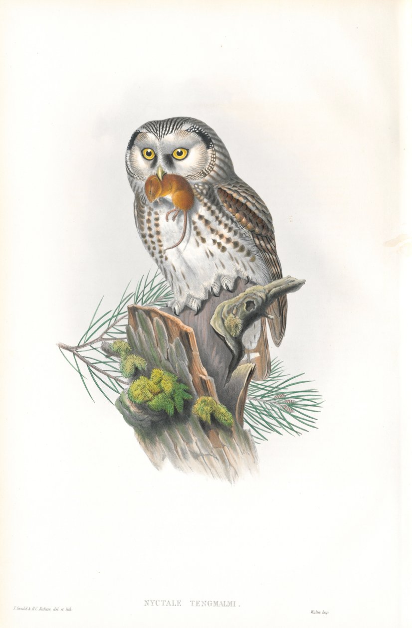 Ilustração de Nyvtale Tengmalmi (Coruja de Tengmalm) de John Gould