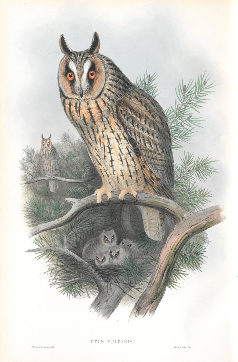 Ilustração de Otis Vulgaris (Coruja-pequena) de John Gould
