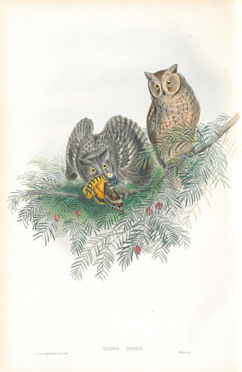 Ilustração de Scops Zorca (Scops Eared Owl) de John Gould