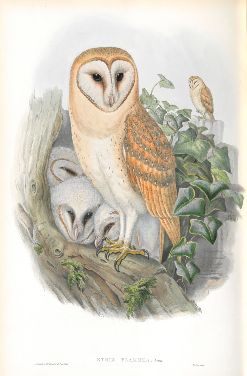 Ilustração, de, strix, flammea, (Barn-Owl) de John Gould