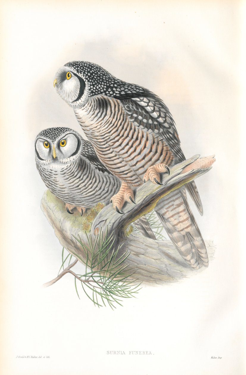 Ilustração de funerea presente (falcão da coruja) de John Gould