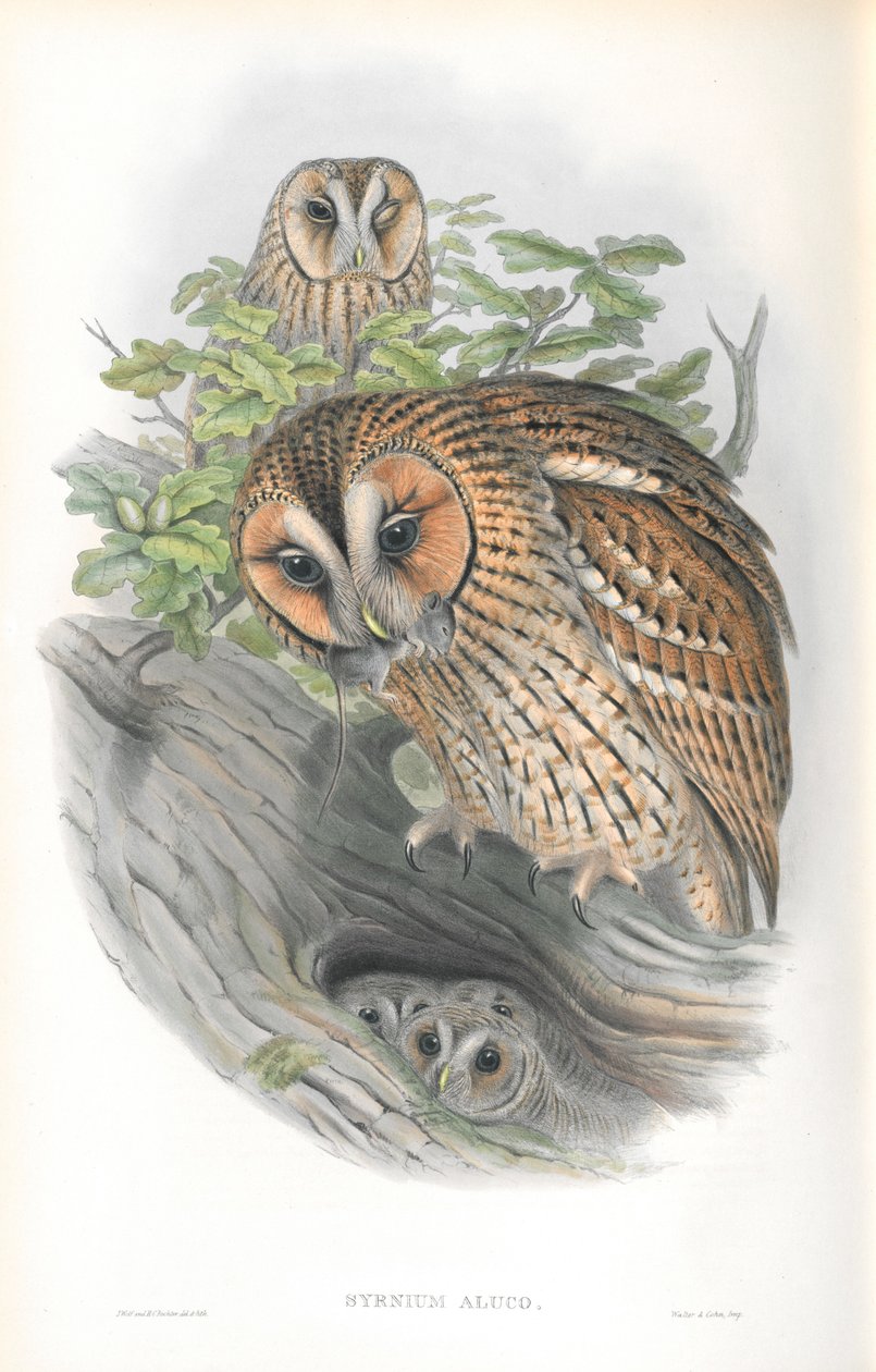 Ilustração de Syrnium Aluco de John Gould