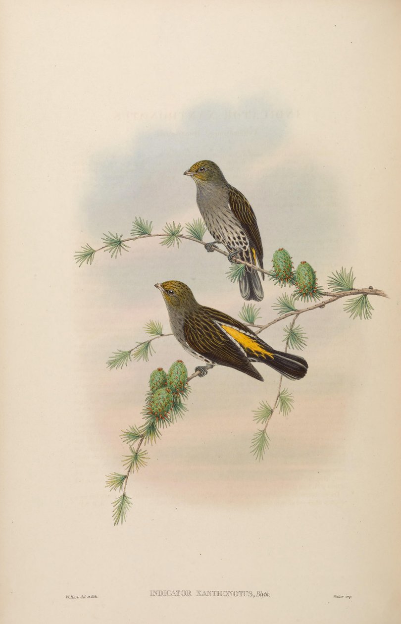 Xanthonotus indicador de John Gould