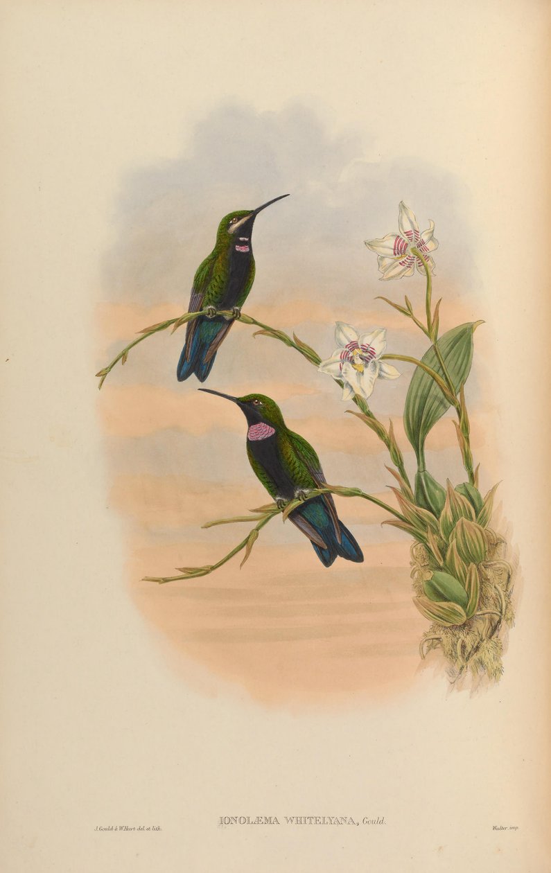 Ionolæma whitelyana = Heliodoxa schreibersii whitelyana de John Gould