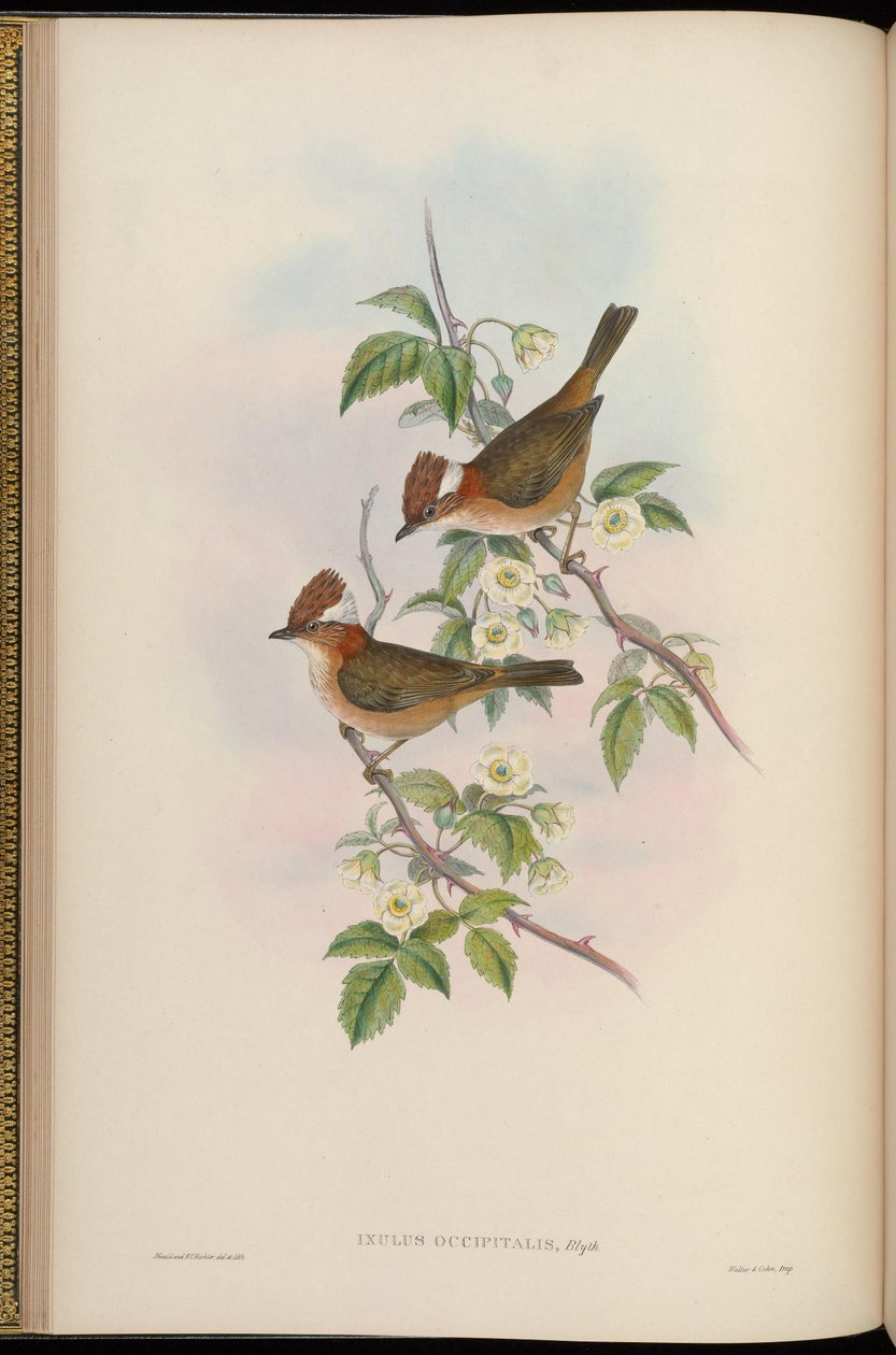 Ixulus occipitalis = Padaria Yuhina de John Gould