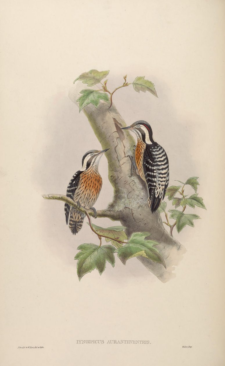 Iyngipicus aurantiiventris = Dendrocopos canicapillus aurantiiventris [2] de John Gould