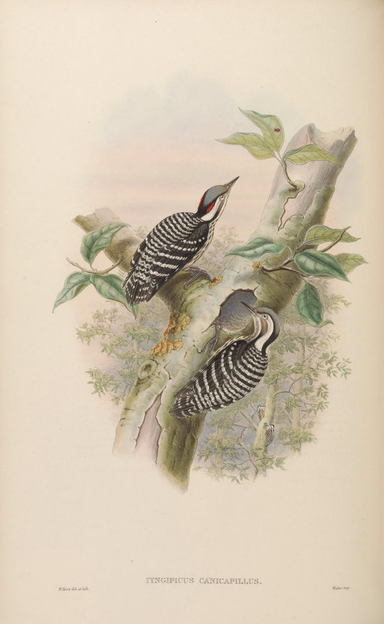 Iyngipicus canicapillus = Dendrocopos canicapillus [2] de John Gould