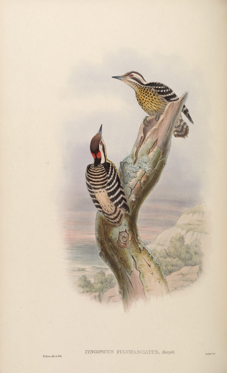 Iyngipicus fulvifasciatus = Dendrocopos maculatus fulvifasciatus de John Gould