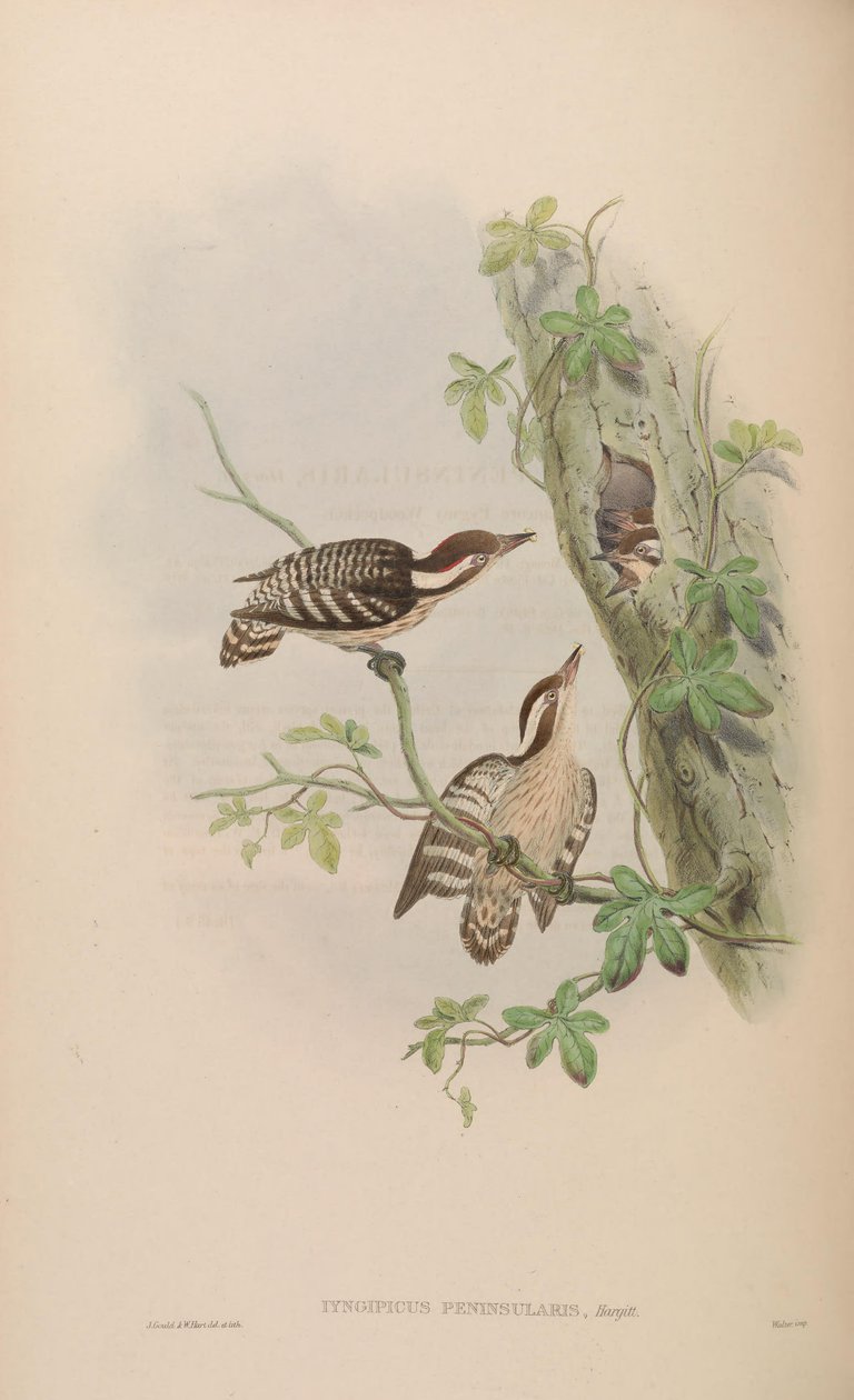Iyngipicus gymnophthalmus peninsularis = Dendrocopos nanus gymnopthalmus [2] [3] de John Gould