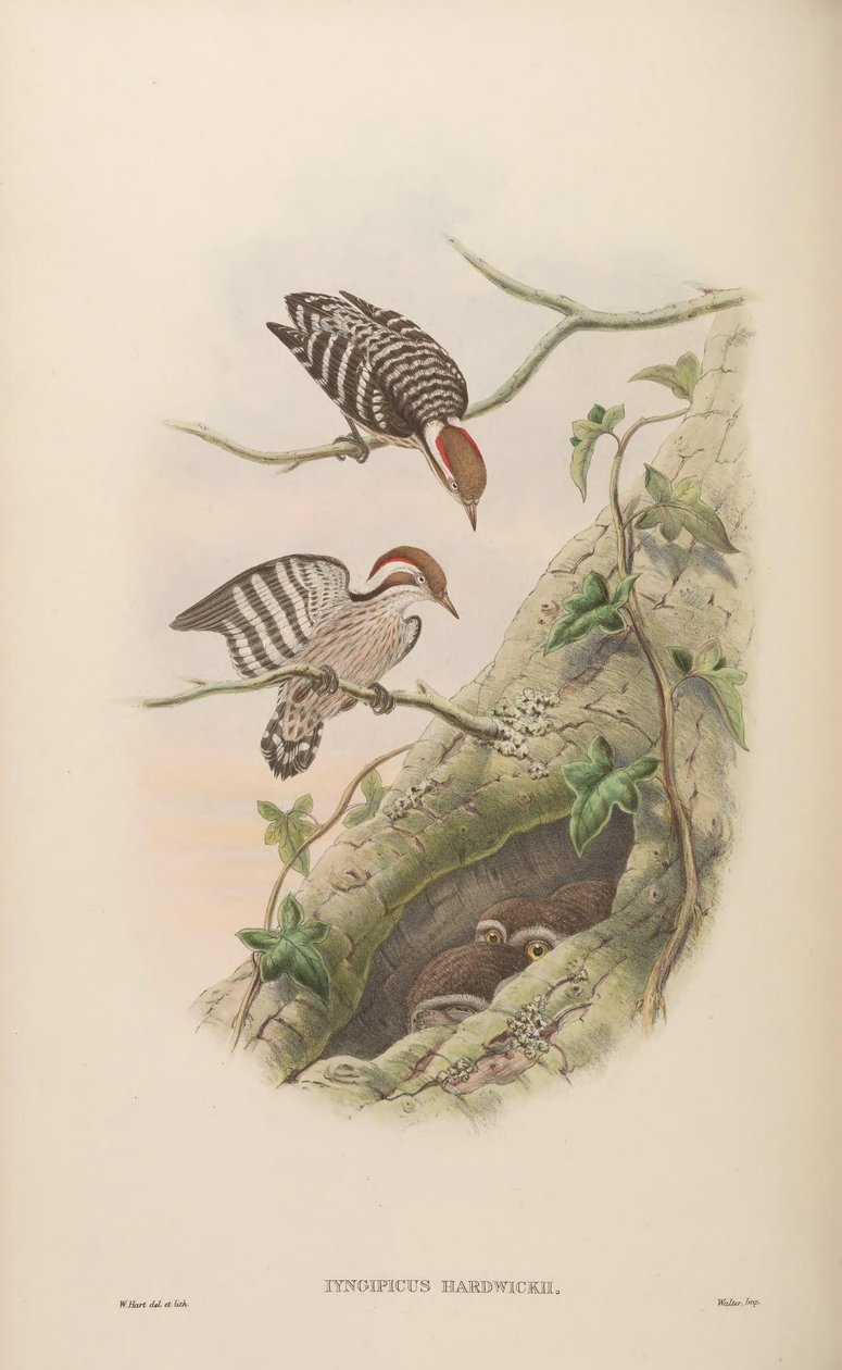 Iyngipicus hardwickii = Dendrocopos moluccensis hardwickii de John Gould