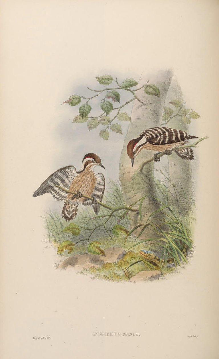 Iyngipicus nanus = Dendrocopos nanus de John Gould
