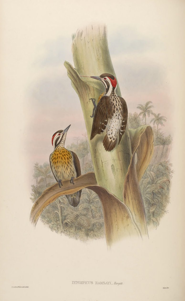 Iyngipicus ramsayi = Dendrocopos ramsayi ramsayi de John Gould