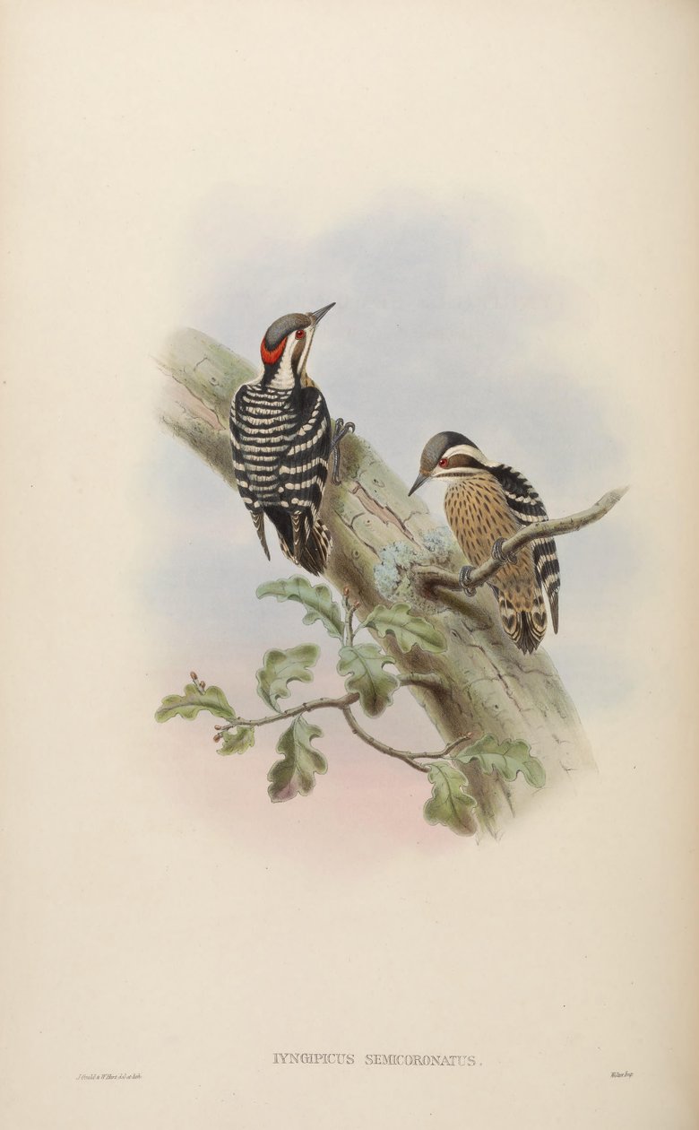 Semicoronatus Iyngipicus = Dendrocopos canicapillus semicoronatus [2] de John Gould