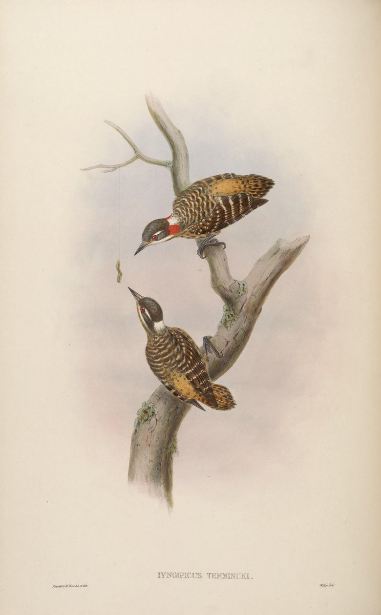 Iyngipicus temmincki = Dendrocopos temminckii [2] de John Gould
