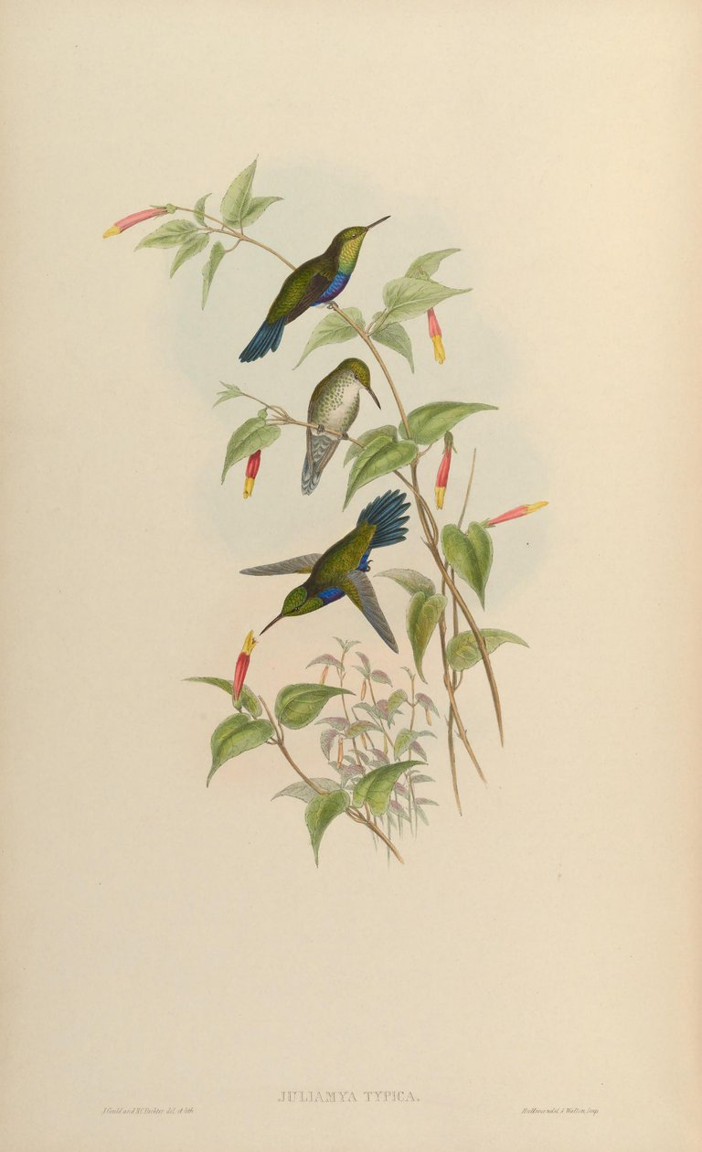 O típico Juliamyia = Damophila Julie de John Gould