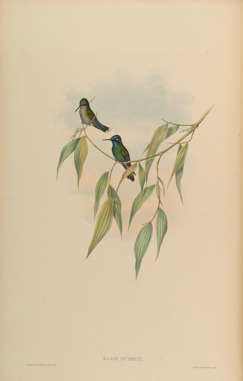 Klais guimeti de John Gould