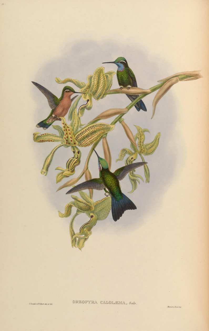 Lampornis calolaemus de John Gould