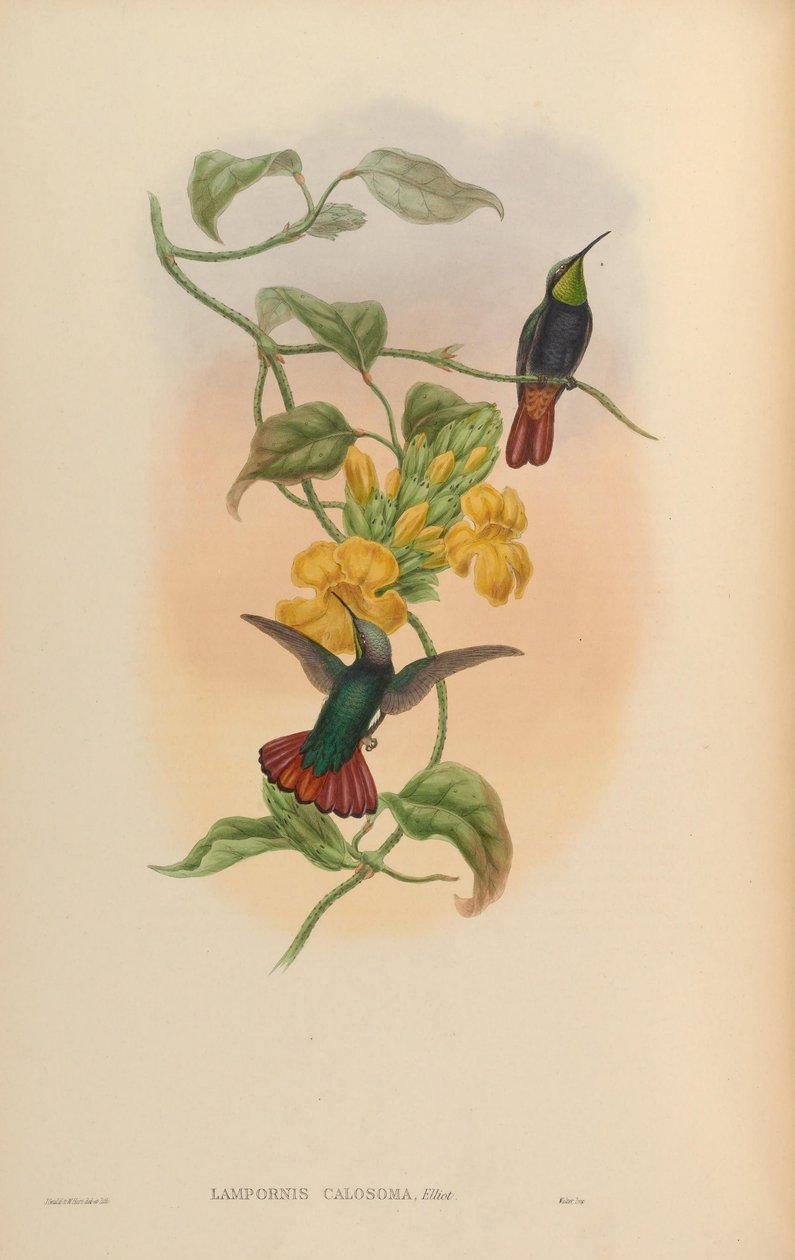 Calosoma de Lampornis de John Gould