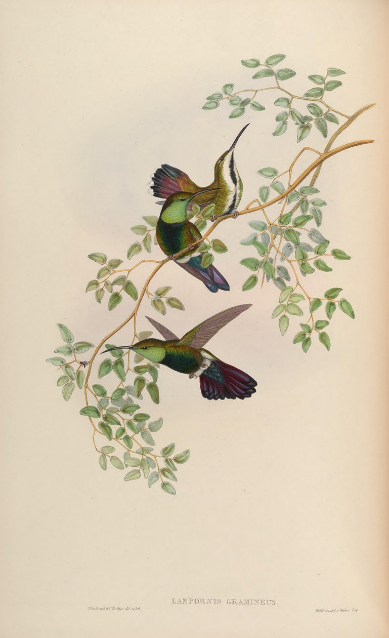 Lampornis gramineus = Anthracotkorax viridigula grama de John Gould