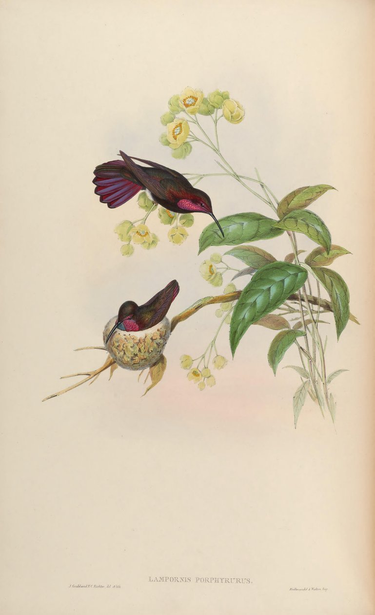 Lampornis porphyrurus = Manga de antracotórax de John Gould