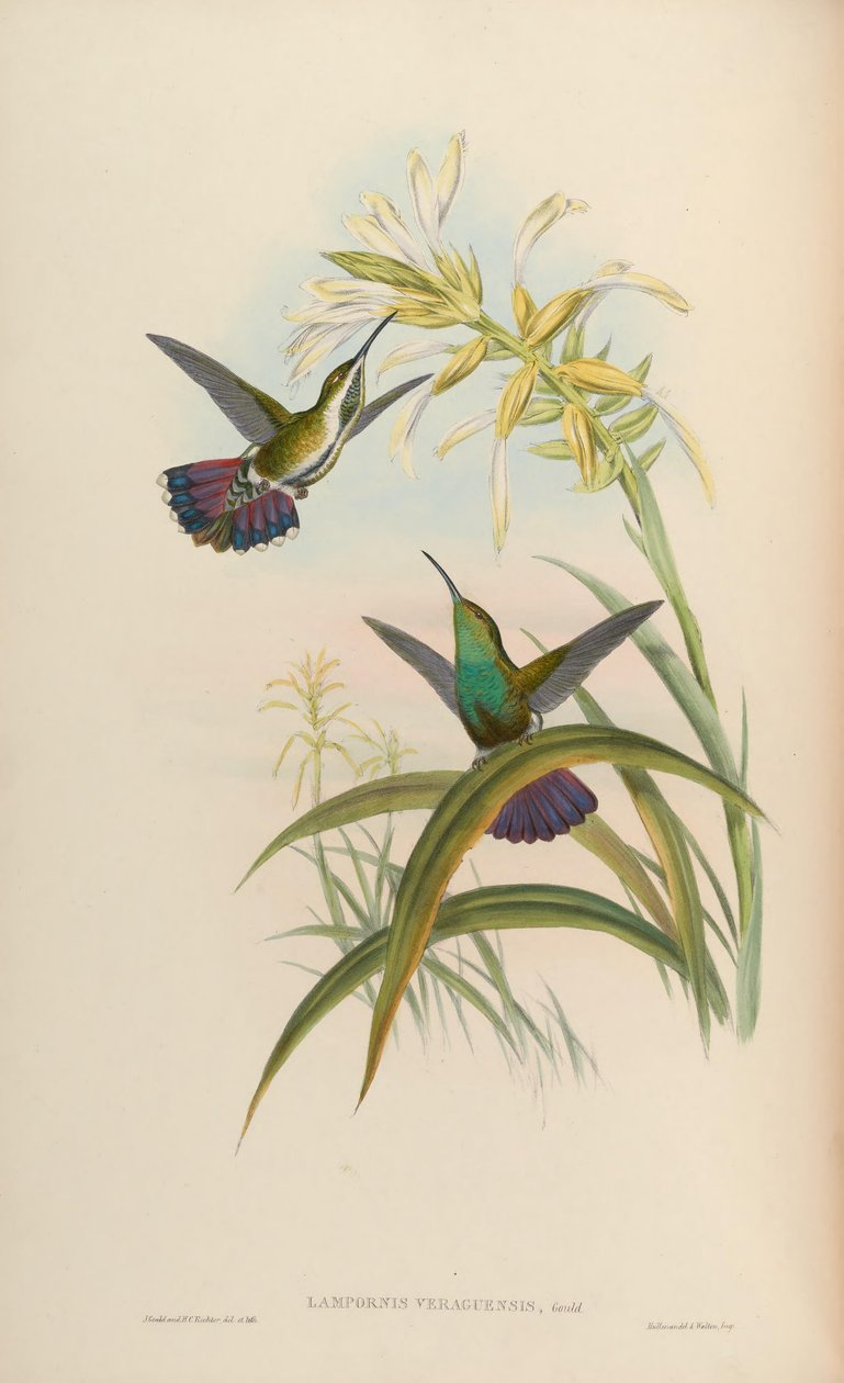 Lampornis veraguensis = Anthracothorax veraguensis de John Gould