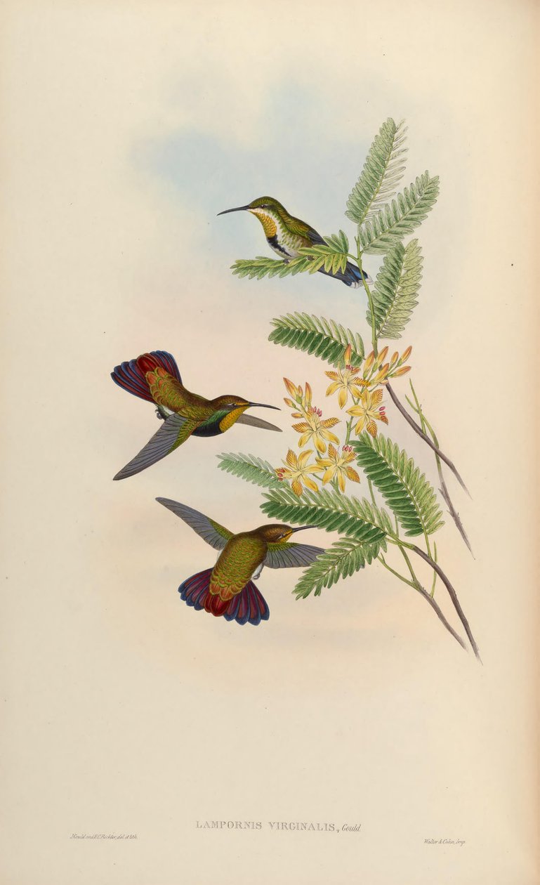 Lampornis Anthracotkorax uma virgem domingo de cor = de John Gould
