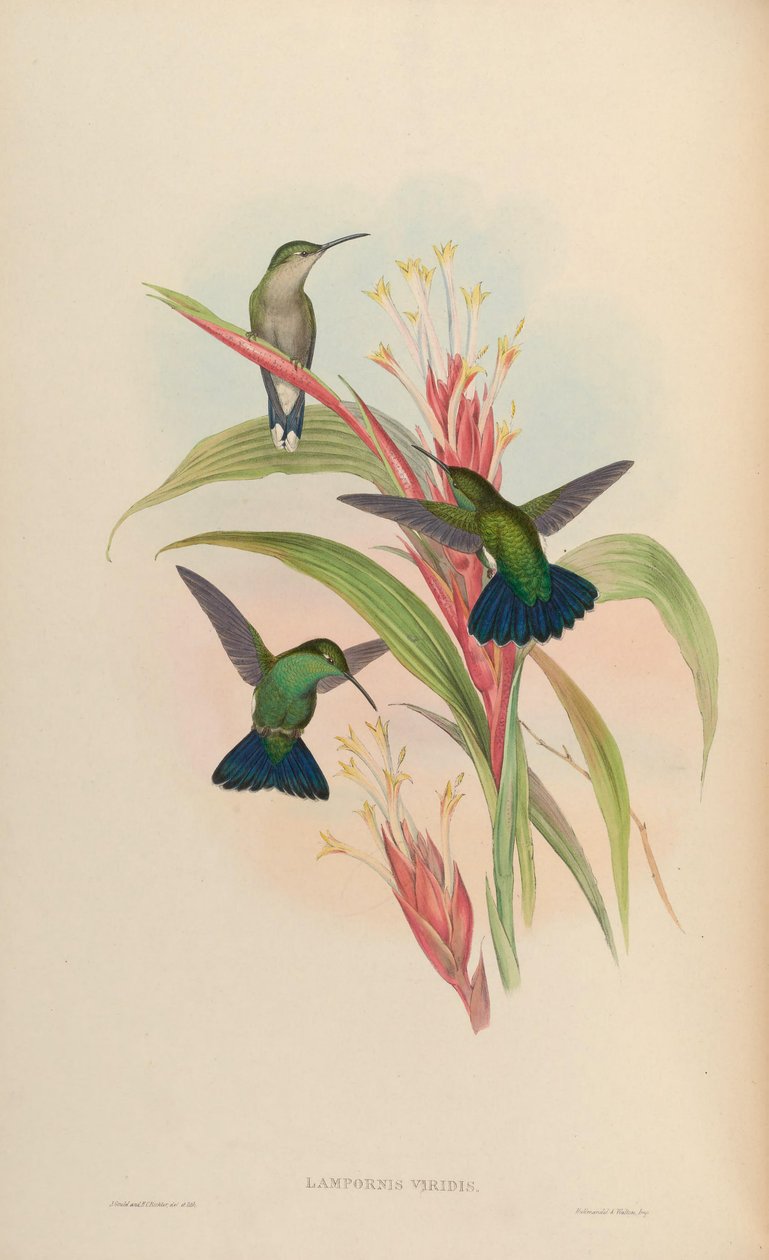 Lampornis verde = Anthracotkorax verde de John Gould
