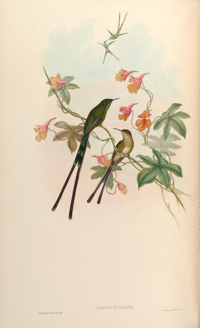 Lesbia eucharis = Lesbia victoriatoriae eucharis de John Gould