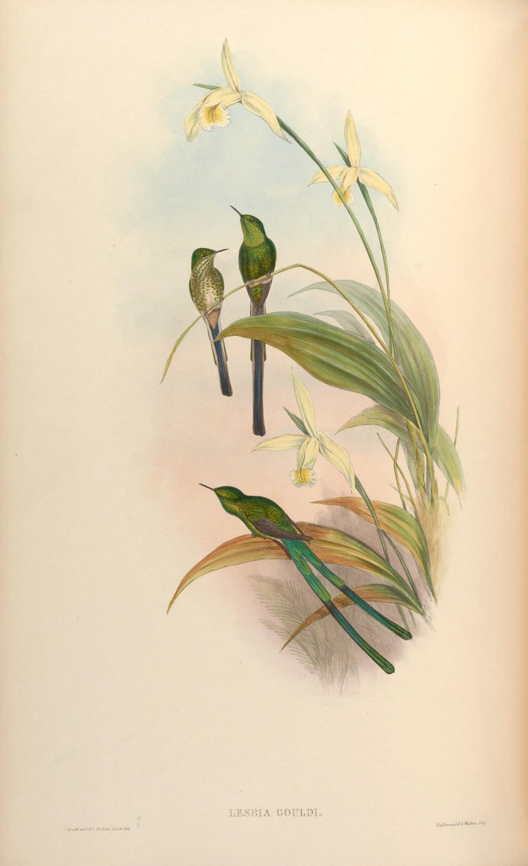 Gould = Lesbia Lesbia nuna gouldi de John Gould