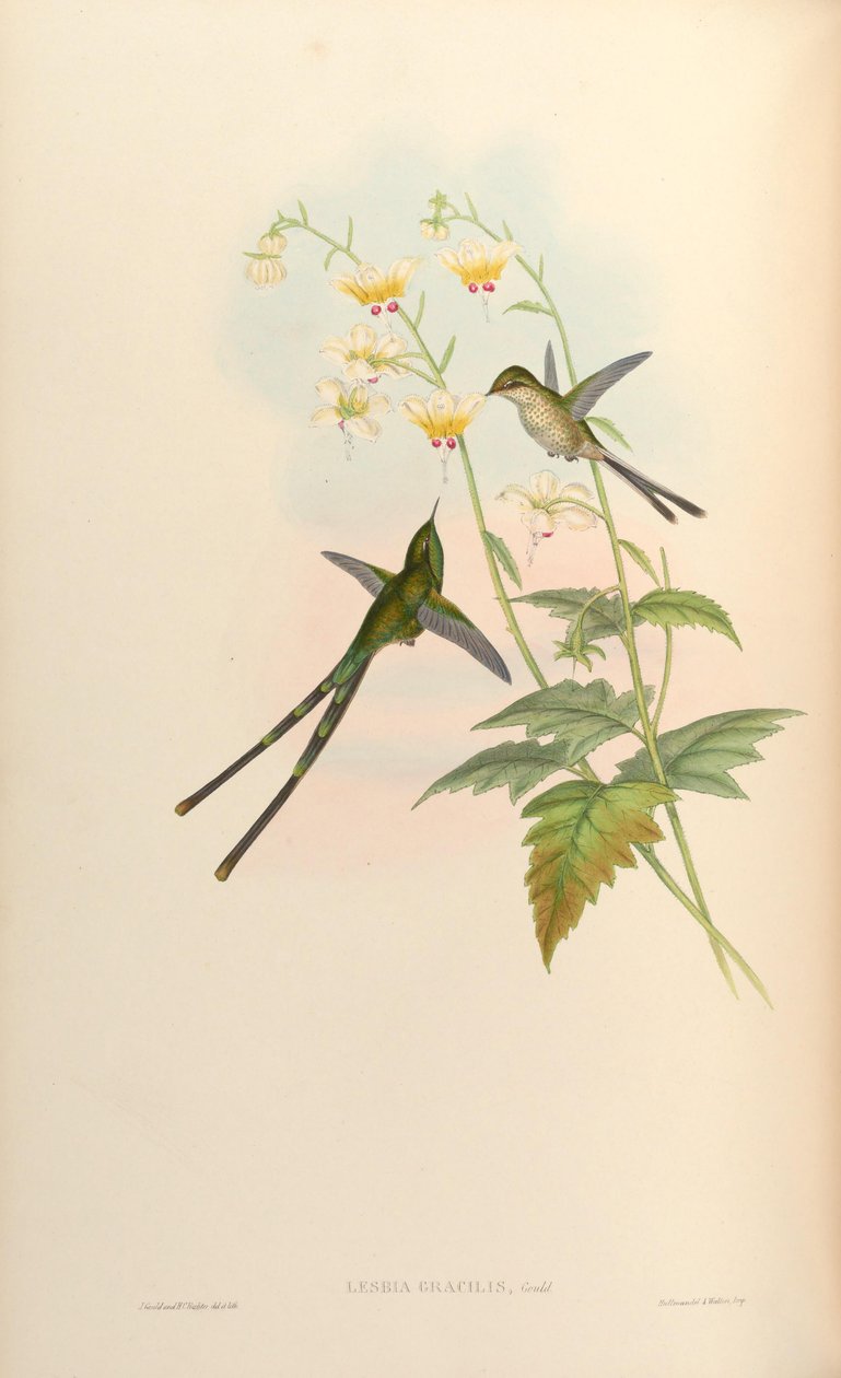 Lesbia gracilis = Lesbia nuna gracilis de John Gould