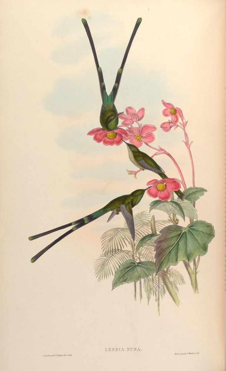 Lesbia nuna de John Gould