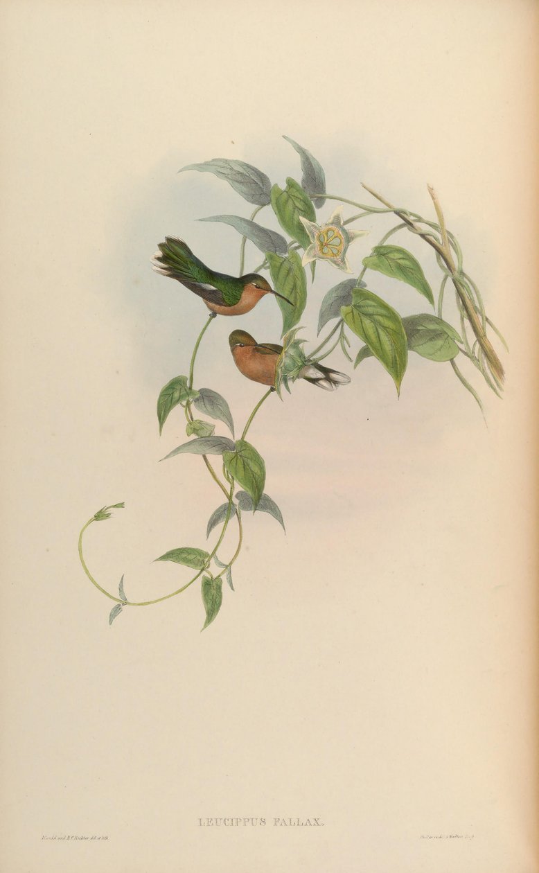 Leucippus fallax de John Gould