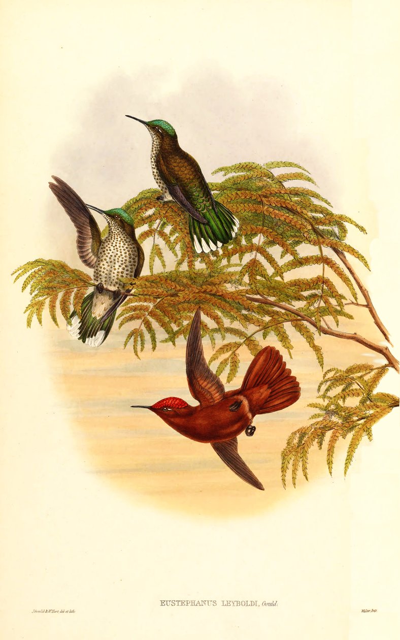 A coroa do fogo de Leybold (Eustephanus Leyboldi) que é agora um sinônimo do Sephanoides fernandensis leyboldi de John Gould