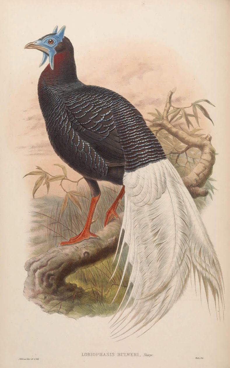 Lobiophasis bulweri = Lophura bulweri de John Gould