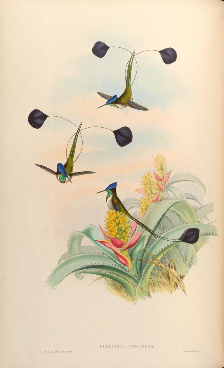 Loddigesia maravilhosa de John Gould