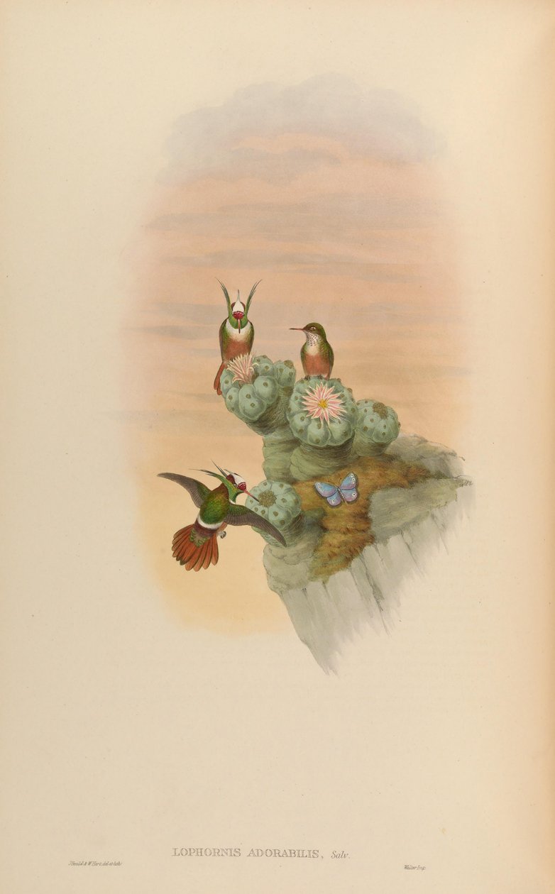 Lophornis adorabilis de John Gould