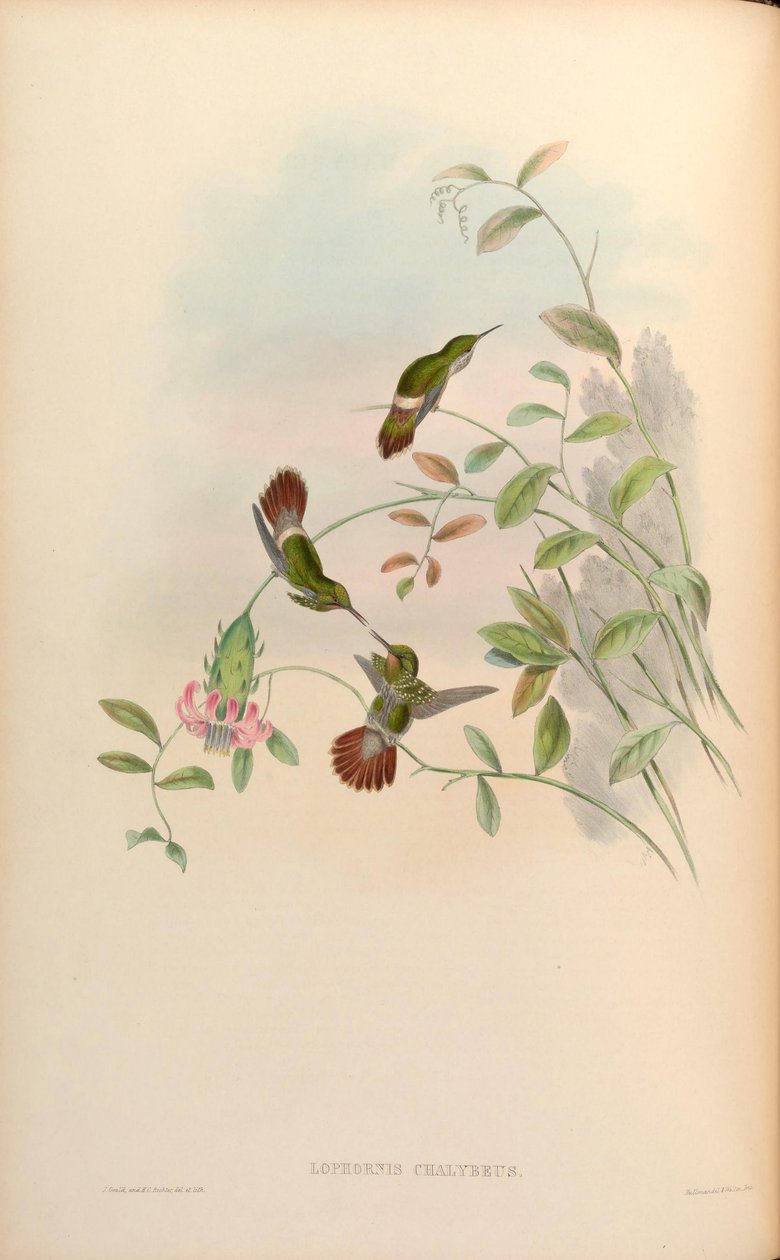 Lophornis chalybaeus de John Gould