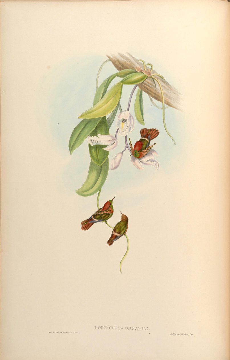 móveis Lophornis de John Gould