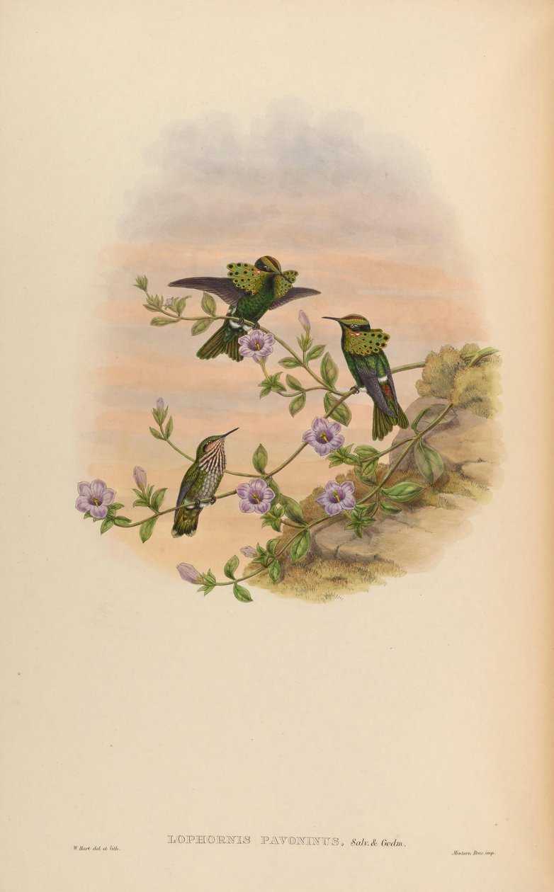 Lophornis pavoninus de John Gould